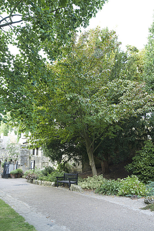 IMGL8941_2 - SHEET 1 NEW/OLD  MUSEUM GARDENS