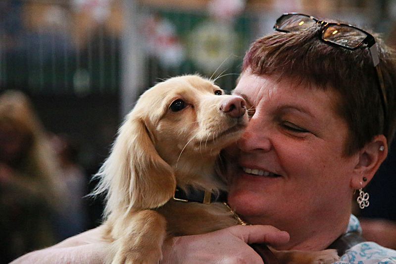 BV6R9306 - TEDDY MAXIMUS at Crufts March 2016. https://teddymaximus.com/