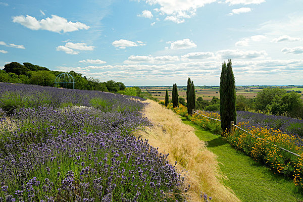 IMGL7948 - Version 2 - LAVENDER FARM  TERRINGTON  YORK