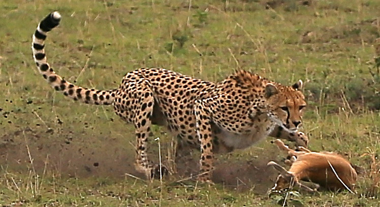  - MASAI MARA, KENYA  OCT 2014