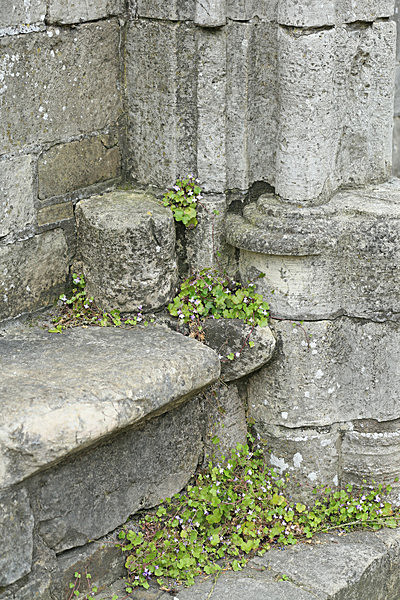 IMGL5635_2 - MUSEUM GARDENS
