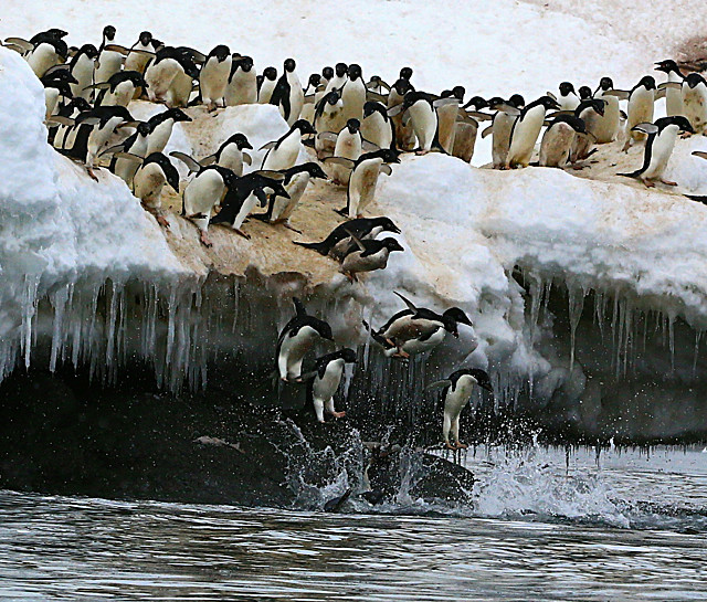  - ANTARCTICA NOV 2014