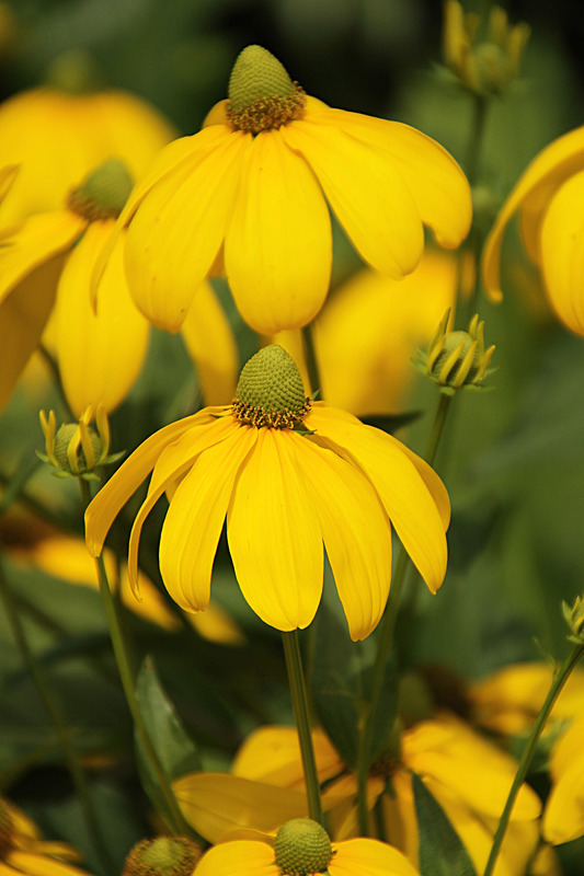 AUGUST 2014 - FOUR SEASONS MUSEUM GARDENS