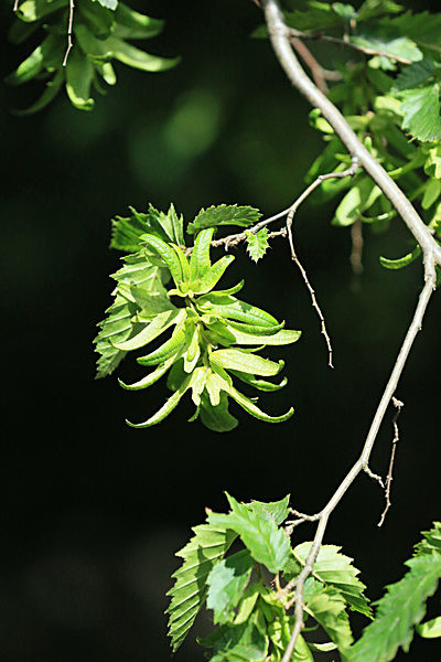 IMGL6088_2 - MUSEUM GARDENS