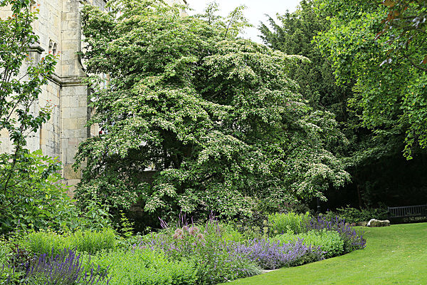 IMGL5579 - MUSEUM GARDENS