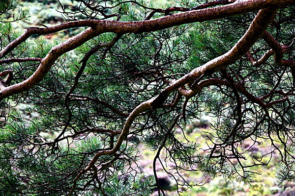 20100827_0218_2 - SCOTLAND 2010