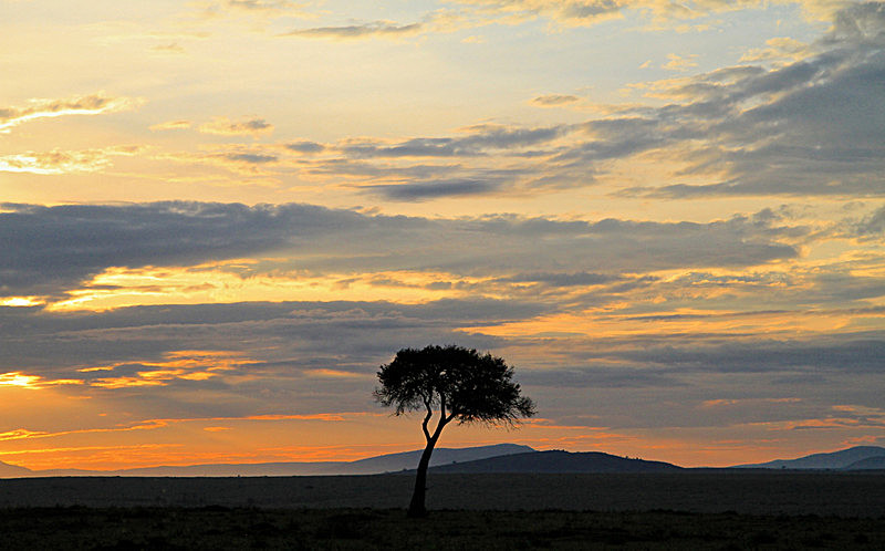  - MASAI MARA, KENYA  OCT 2014