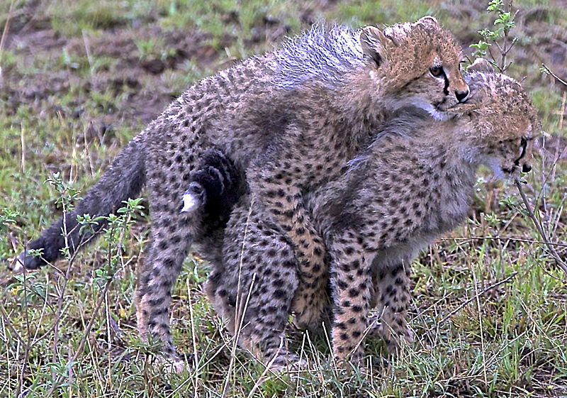  - MASAI MARA, KENYA  OCT 2014