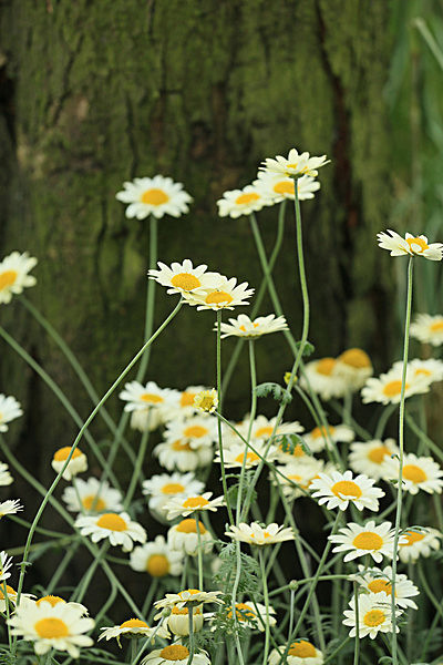 IMGL5536_2 - MUSEUM GARDENS