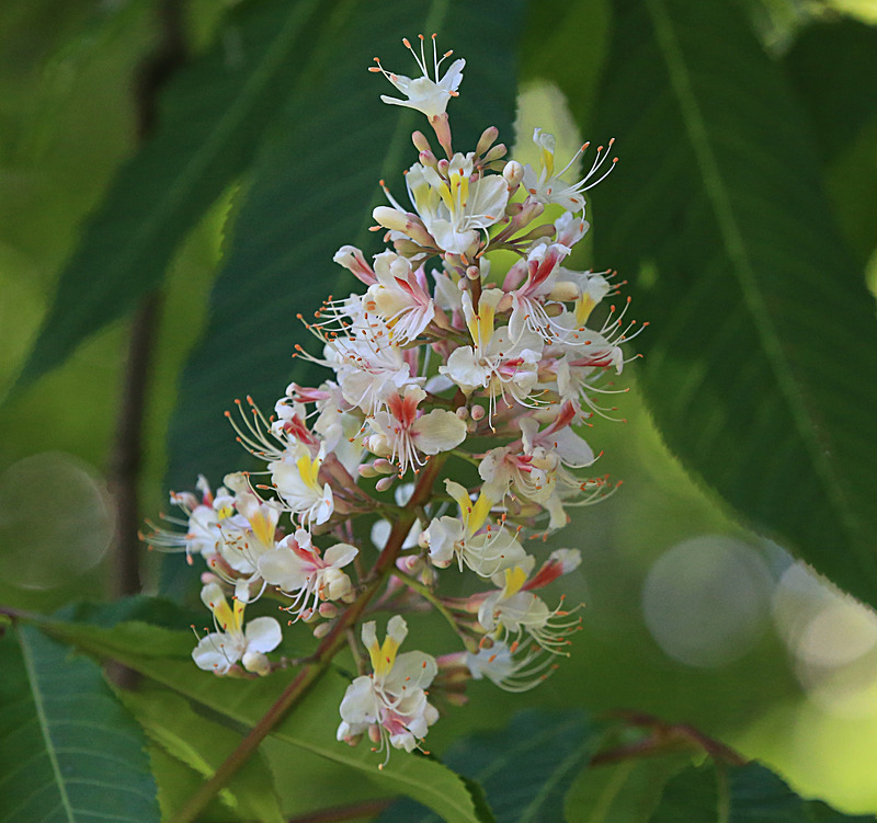 JUNE 2015-33 - FOUR SEASONS MUSEUM GARDENS