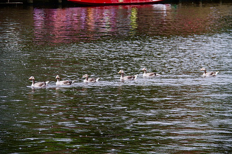 DRAGON BOAT RACE 10 July 2016 - 306 of 549 - DRAGON BOAT RACES 2016 York Rotary Club