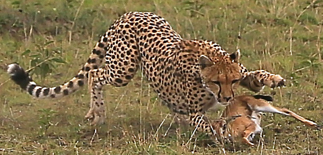  - MASAI MARA, KENYA  OCT 2014