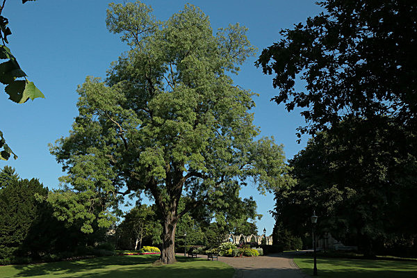 IMGL7662 - MUSEUM GARDENS