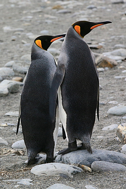  - ANTARCTICA NOV 2014