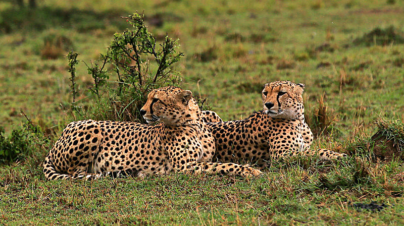  - MASAI MARA, KENYA  OCT 2014