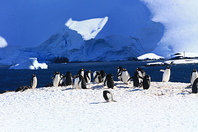  - ANTARCTICA NOV 2014