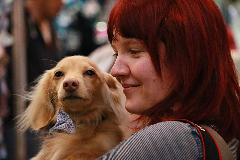 BV6R9452 - TEDDY MAXIMUS at Crufts March 2016. https://teddymaximus.com/