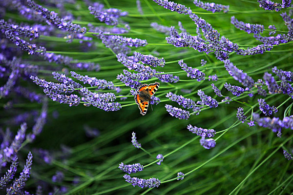 IMG_8718 - Version 2 - LAVENDER FARM  TERRINGTON  YORK