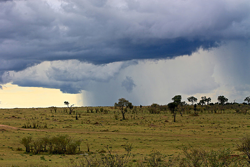  - MASAI MARA, KENYA  OCT 2014