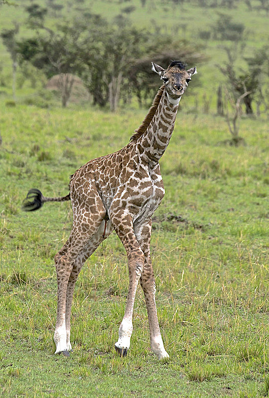  - MASAI MARA, KENYA  OCT 2014