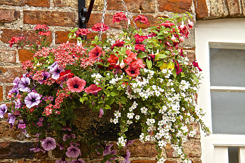 IMG_7508 - MALTON IN BLOOM 2017