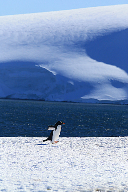  - ANTARCTICA NOV 2014
