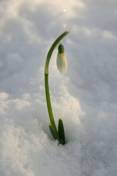 10  Snowdrop - CHRISTMAS