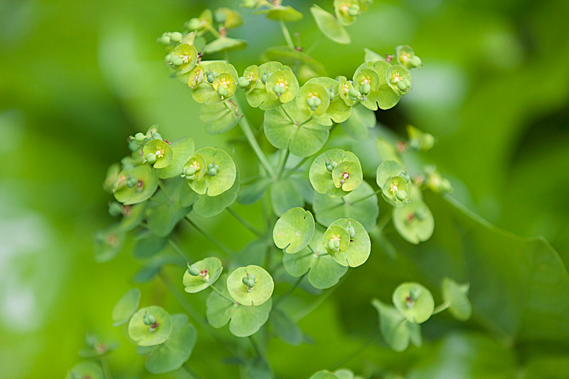 JUNE 2015-17 - FOUR SEASONS MUSEUM GARDENS