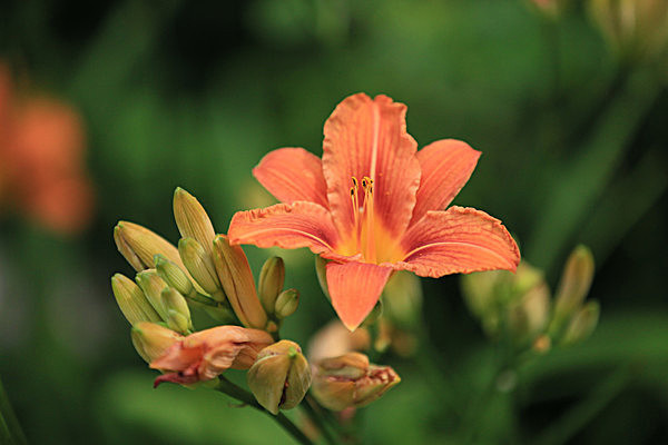 IMGL5617 - MUSEUM GARDENS