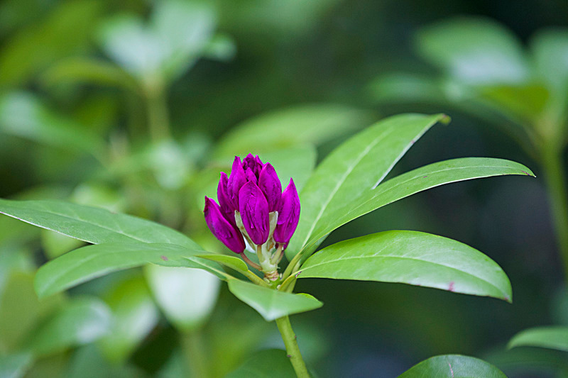 JUNE 2015-15 - FOUR SEASONS MUSEUM GARDENS