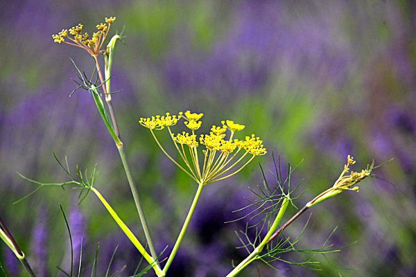 IMG_8771 - Version 2 - LAVENDER FARM  TERRINGTON  YORK