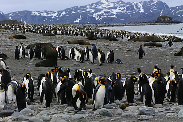  - ANTARCTICA NOV 2014