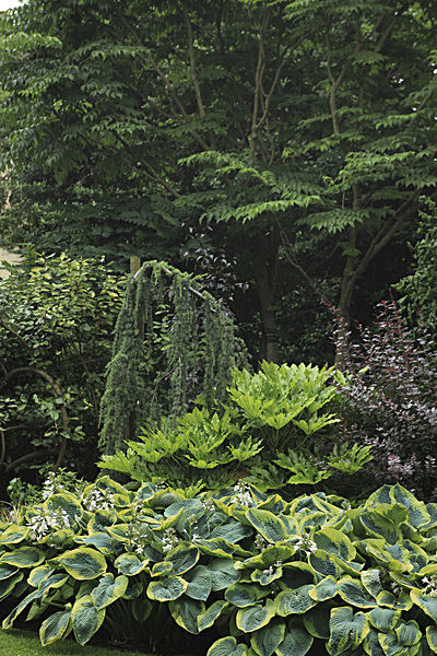 IMG_7685_2 - MUSEUM GARDENS