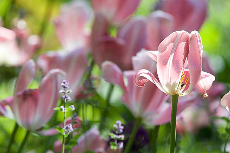 JUNE 2015-10 - FOUR SEASONS MUSEUM GARDENS
