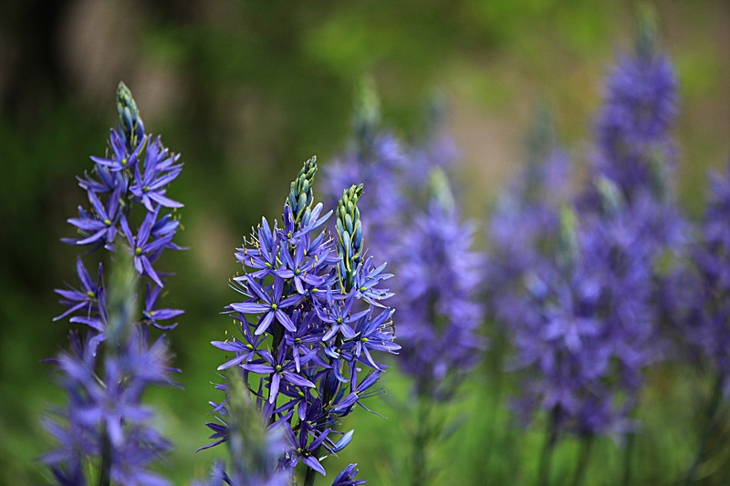 MAY 2015-13 - FOUR SEASONS MUSEUM GARDENS