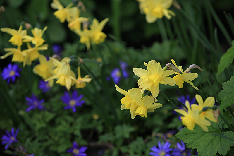 MAY 2015-5 - FOUR SEASONS MUSEUM GARDENS