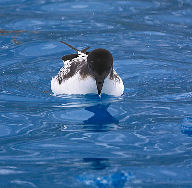  - ANTARCTICA NOV 2014
