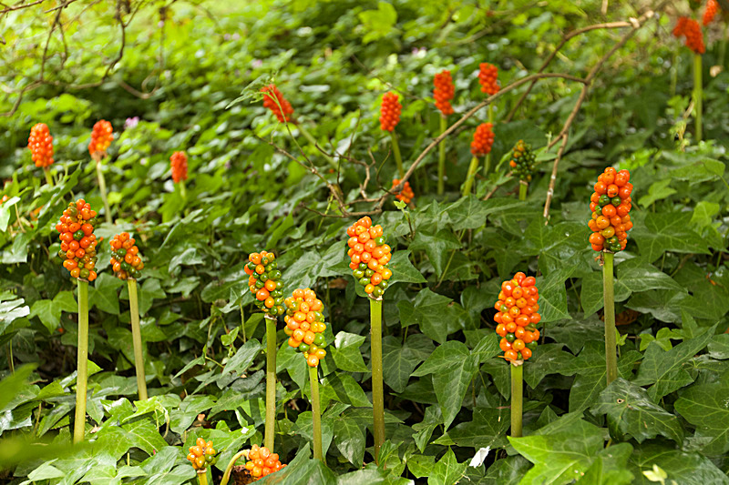 SEPTEMBER  2014  -2 - FOUR SEASONS MUSEUM GARDENS