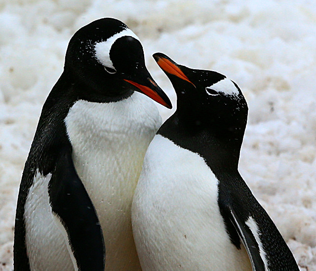  - ANTARCTICA NOV 2014