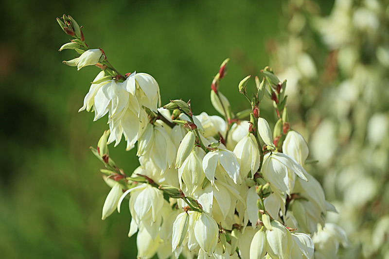 JULY 2014-3 - FOUR SEASONS MUSEUM GARDENS