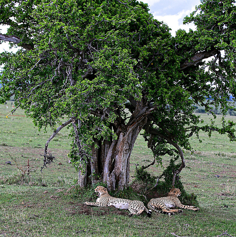  - MASAI MARA, KENYA  OCT 2014
