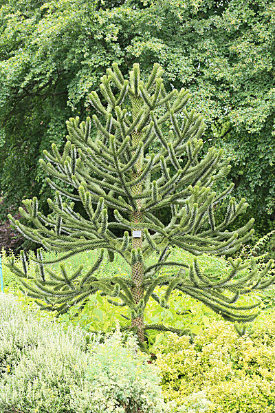 IMGL5513_2 - MUSEUM GARDENS