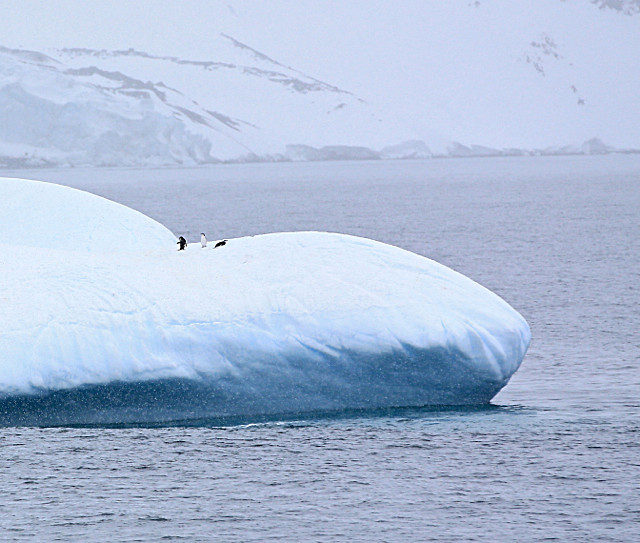  - ANTARCTICA NOV 2014