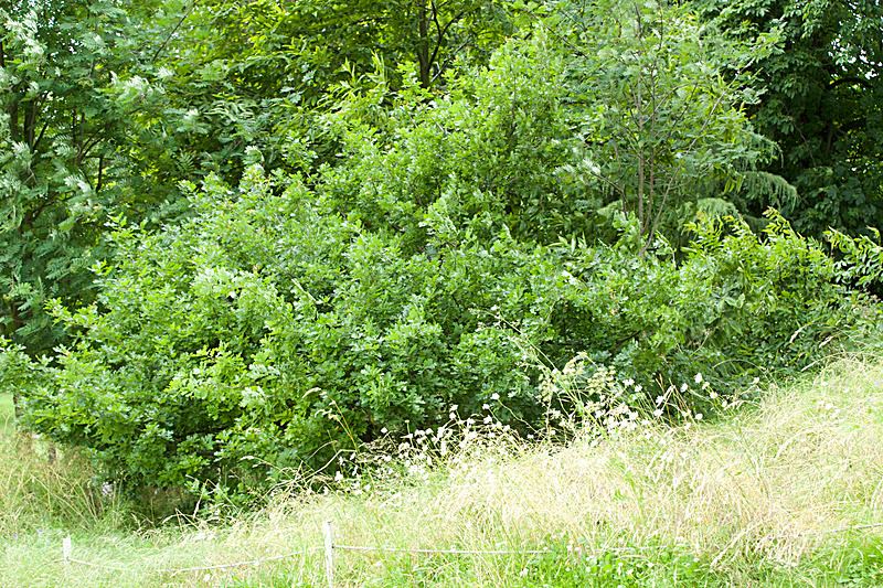 JUNE 2014  -7 - FOUR SEASONS MUSEUM GARDENS