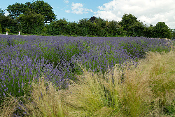 IMGL7970 - Version 2 - LAVENDER FARM  TERRINGTON  YORK