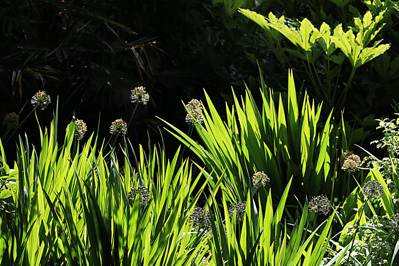 JUNE 2015-45 - FOUR SEASONS MUSEUM GARDENS