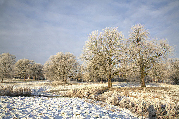 IMG_2066 FROSTED KNAVESMIRE  -13 copy - YORK SNOW 2008