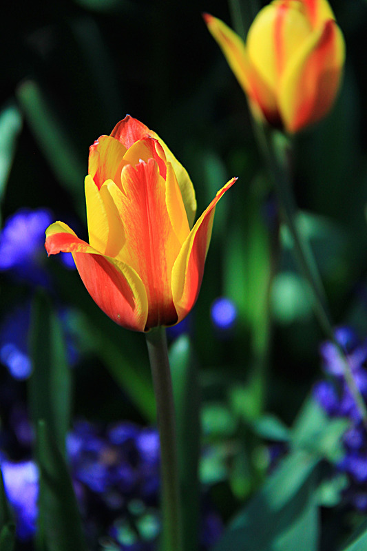 APRIL 2015-8 - FOUR SEASONS MUSEUM GARDENS