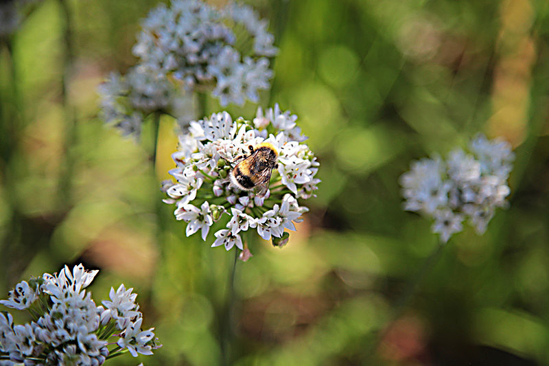 BV6R8284  BEE IN THE EDIBLE GARDEN AUG 2016 copy - FOUR SEASONS MUSEUM GARDENS