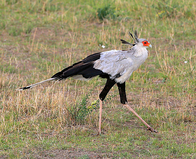  - MASAI MARA, KENYA  OCT 2014